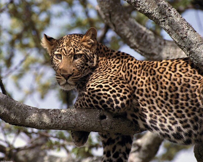 Leopard resting in a tree