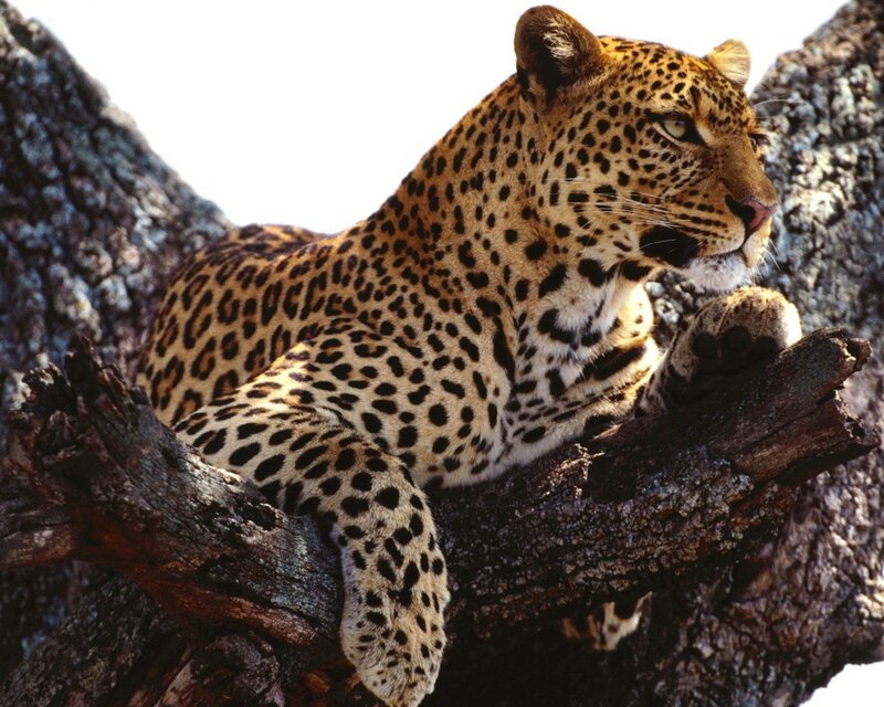 Leopard resting in a tree