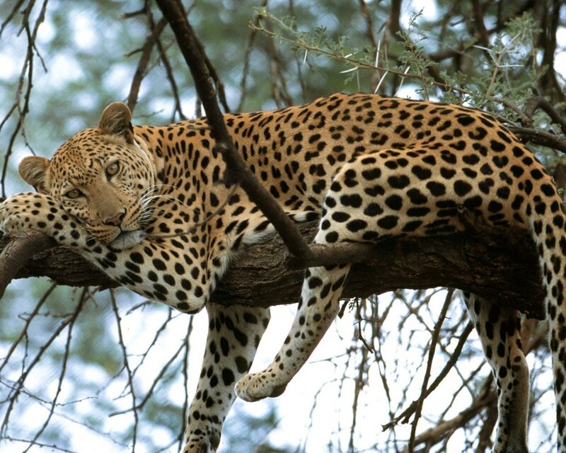 Leopard resting in a tree