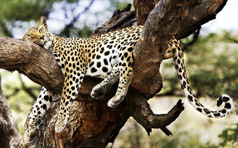 Leopard resting in a tree