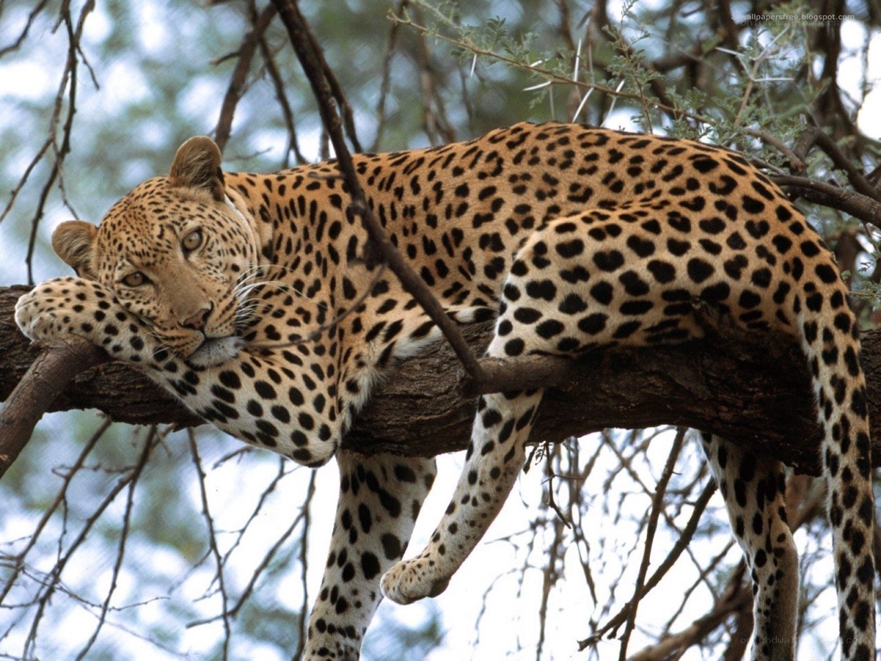 Leopard resting in a tree