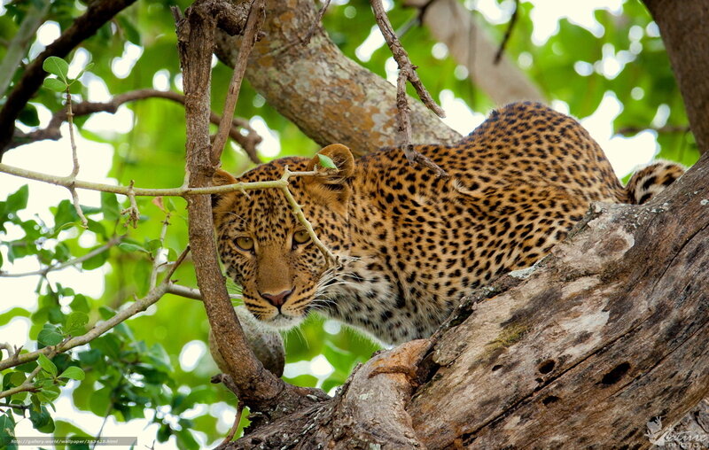 Leopard resting in a tree