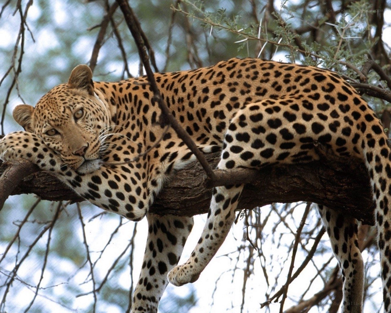 Leopard resting in a tree