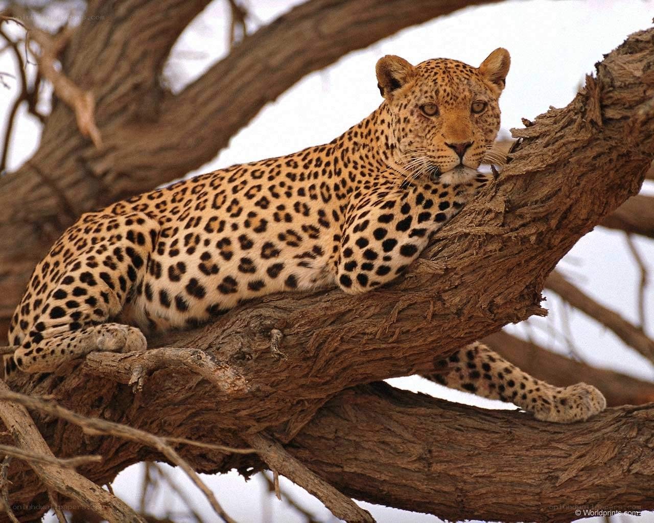 Leopard resting in a tree