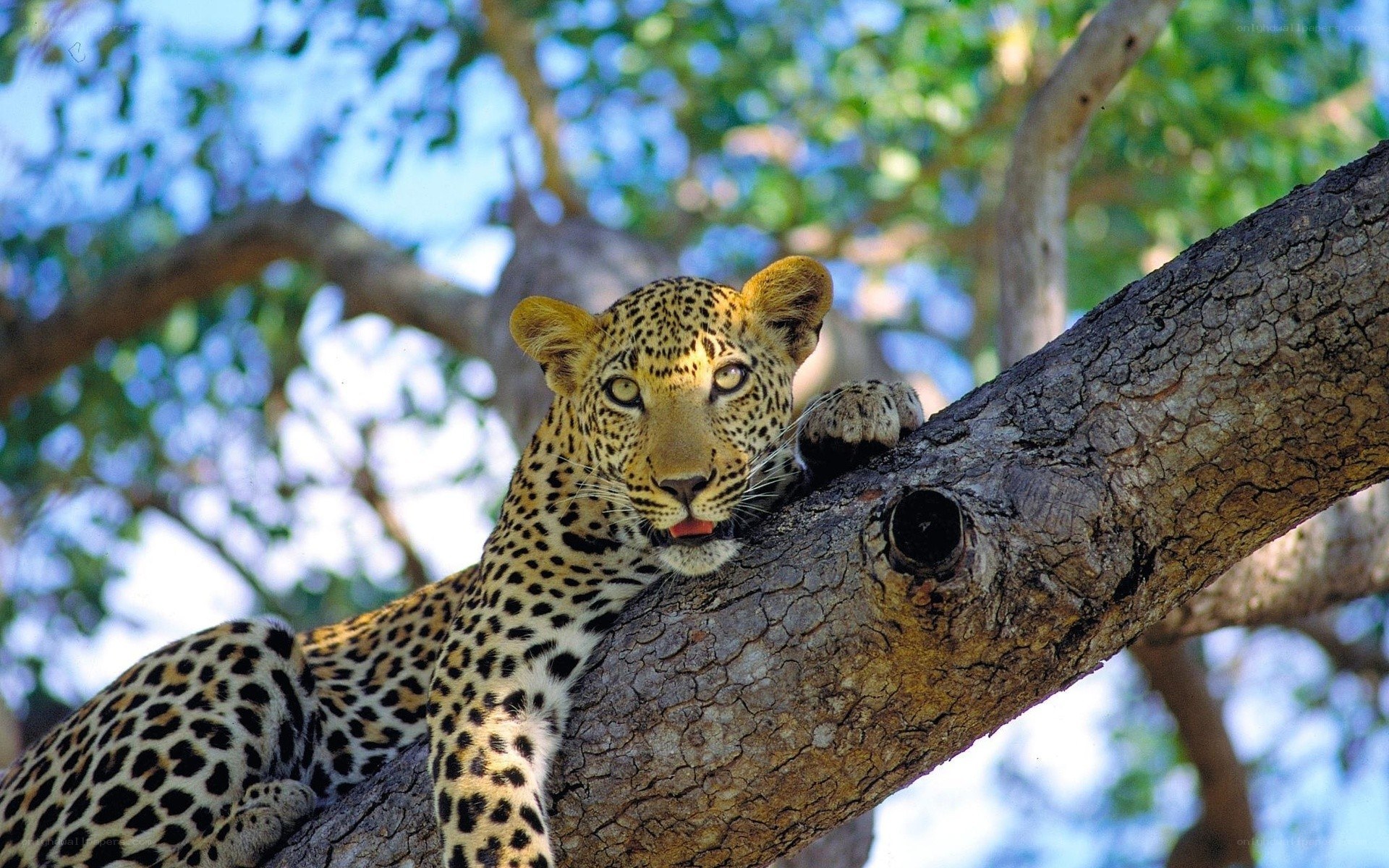 Leopard resting in a tree