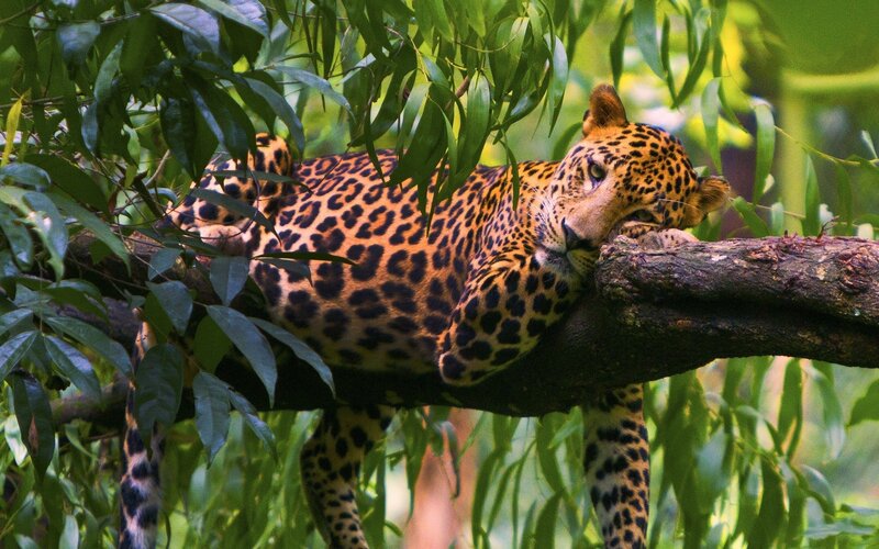 Leopard resting in a tree