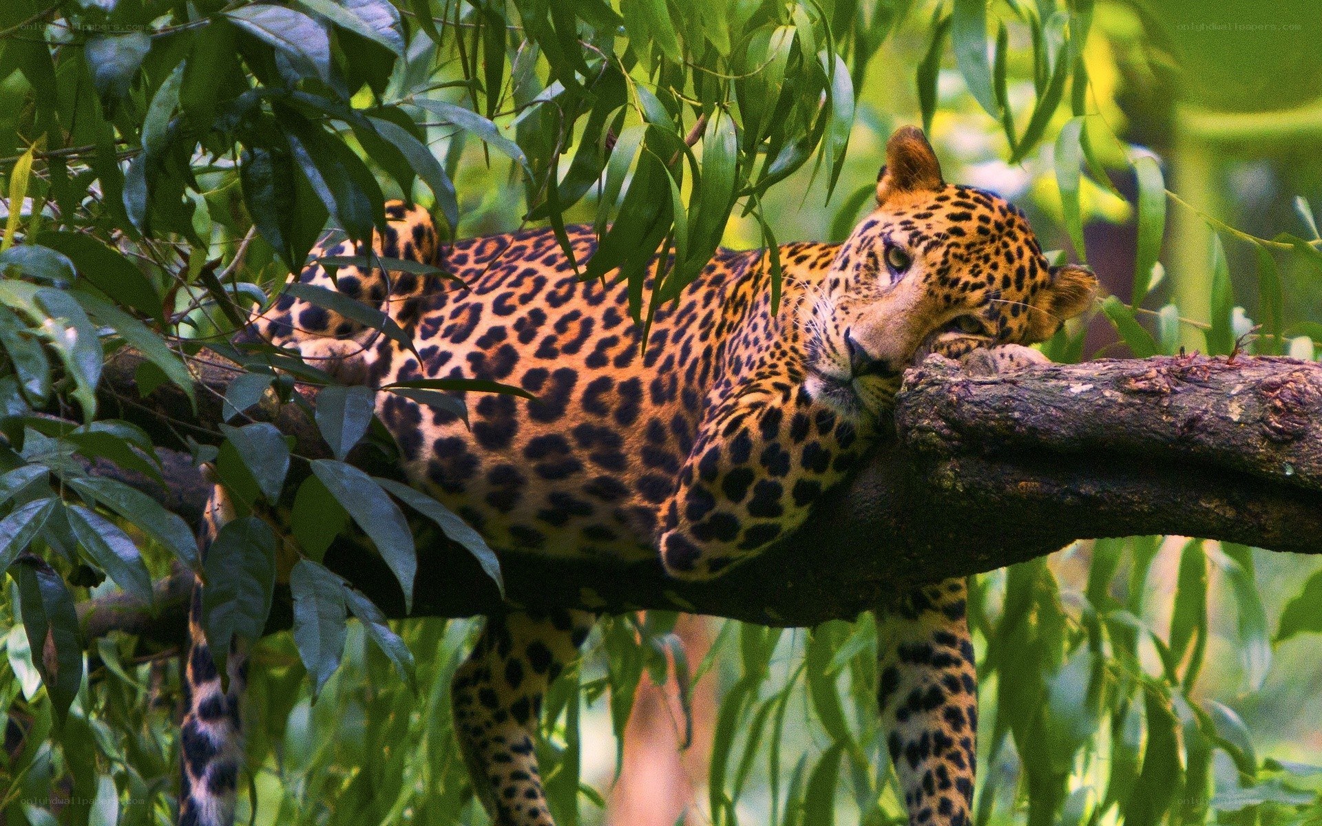 Leopard resting in a tree