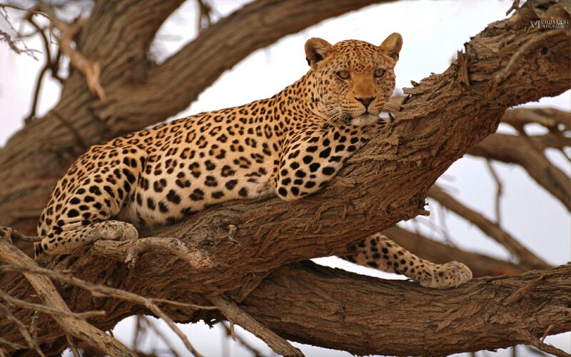 Leopard resting in a tree