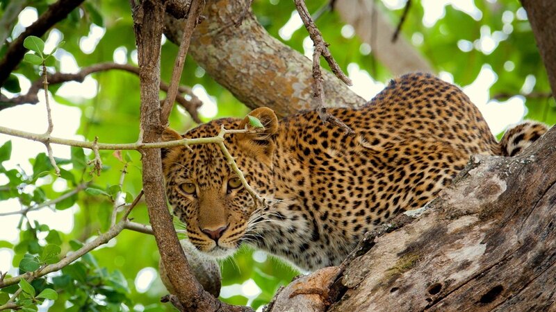 Leopard resting in a tree