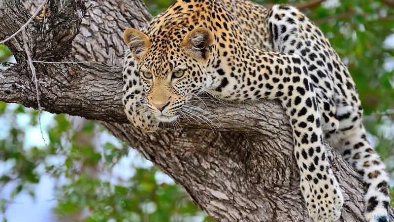 Leopard resting in a tree
