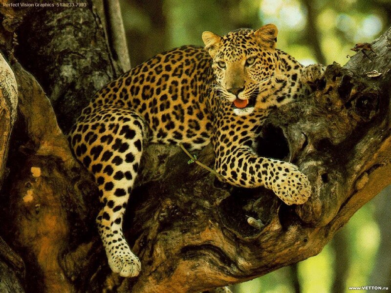 Leopard resting in a tree