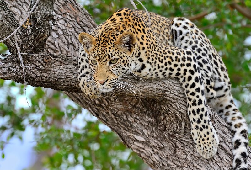 Leopard resting in a tree