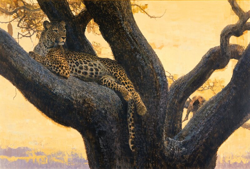 Leopard resting in a tree