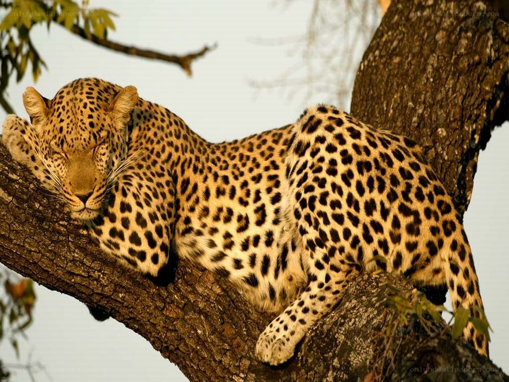 Leopard resting in a tree