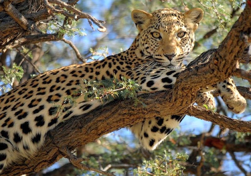 Leopard resting in a tree