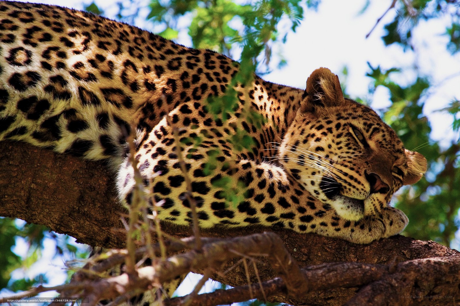 Leopard resting in a tree