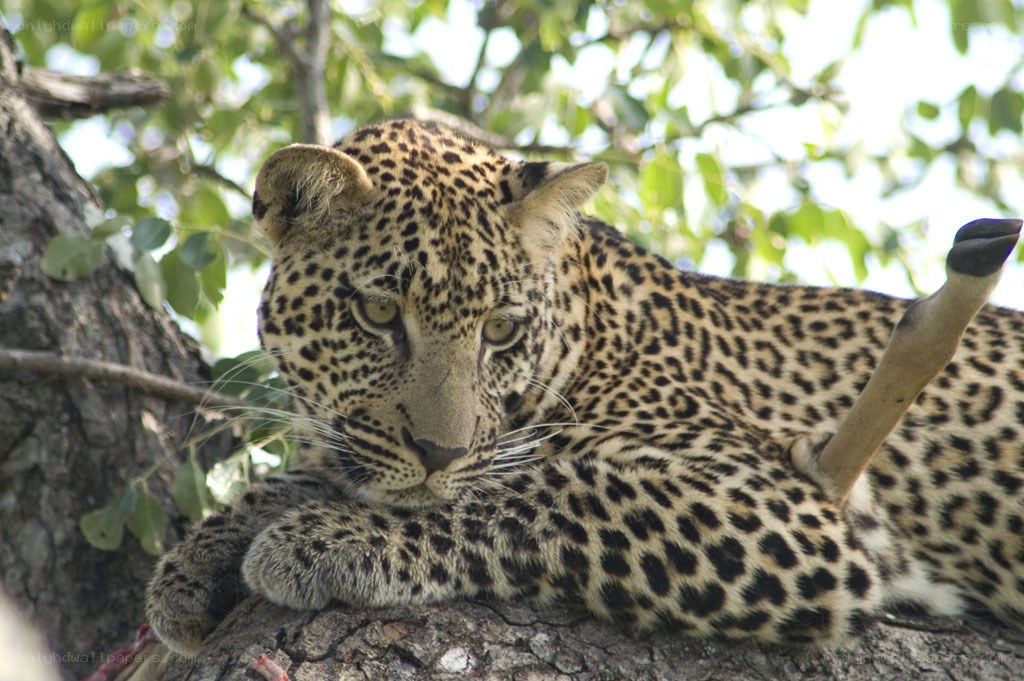 Leopard resting in a tree
