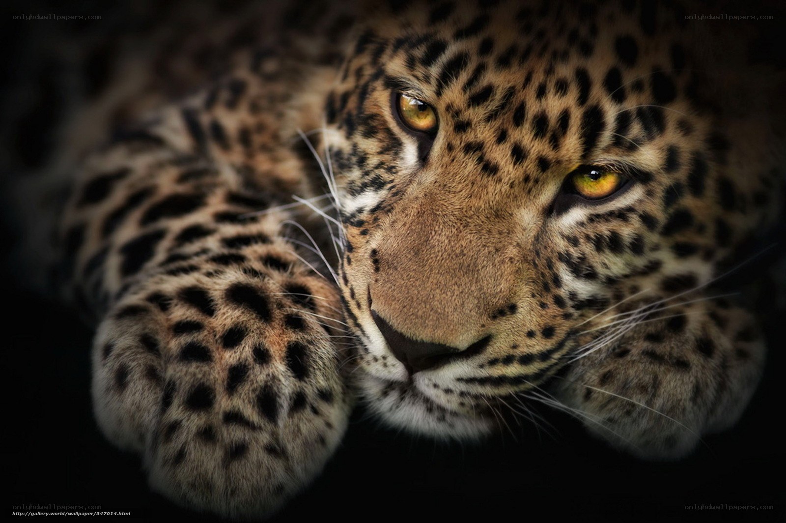Leopard resting in darkness