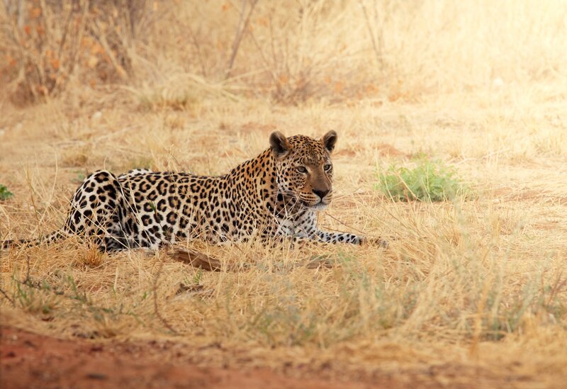Leopard resting in dry grass