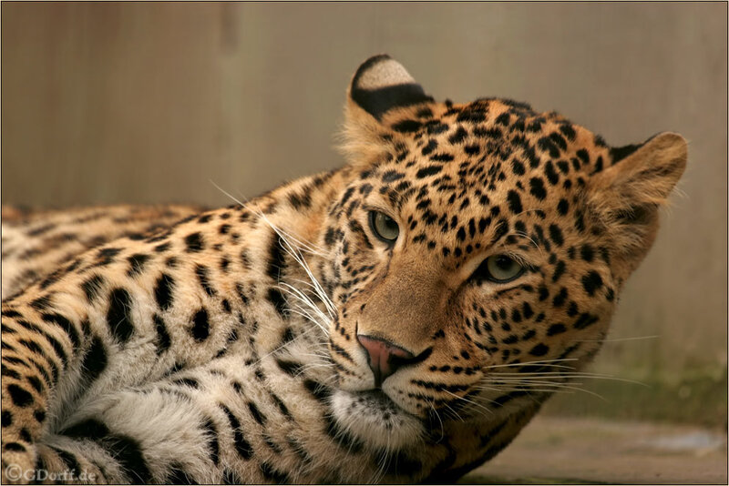 Leopard resting in enclosure