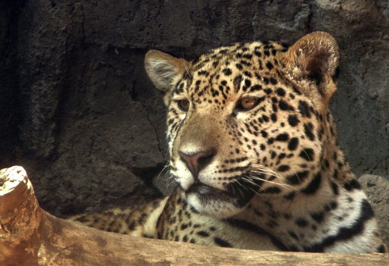 Leopard Resting in Enclosure — Brown