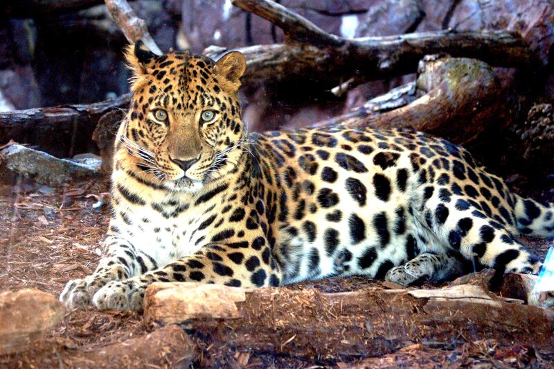Leopard resting in forest