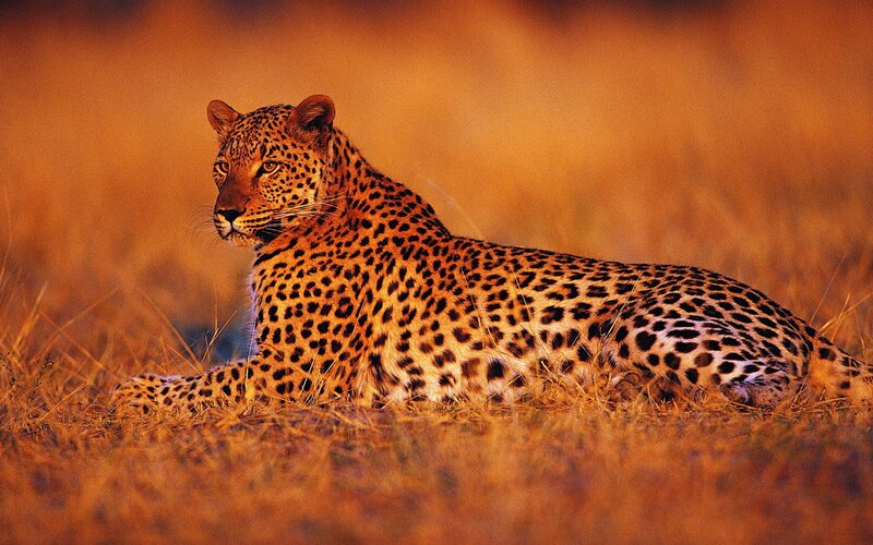 Leopard resting in golden grass
