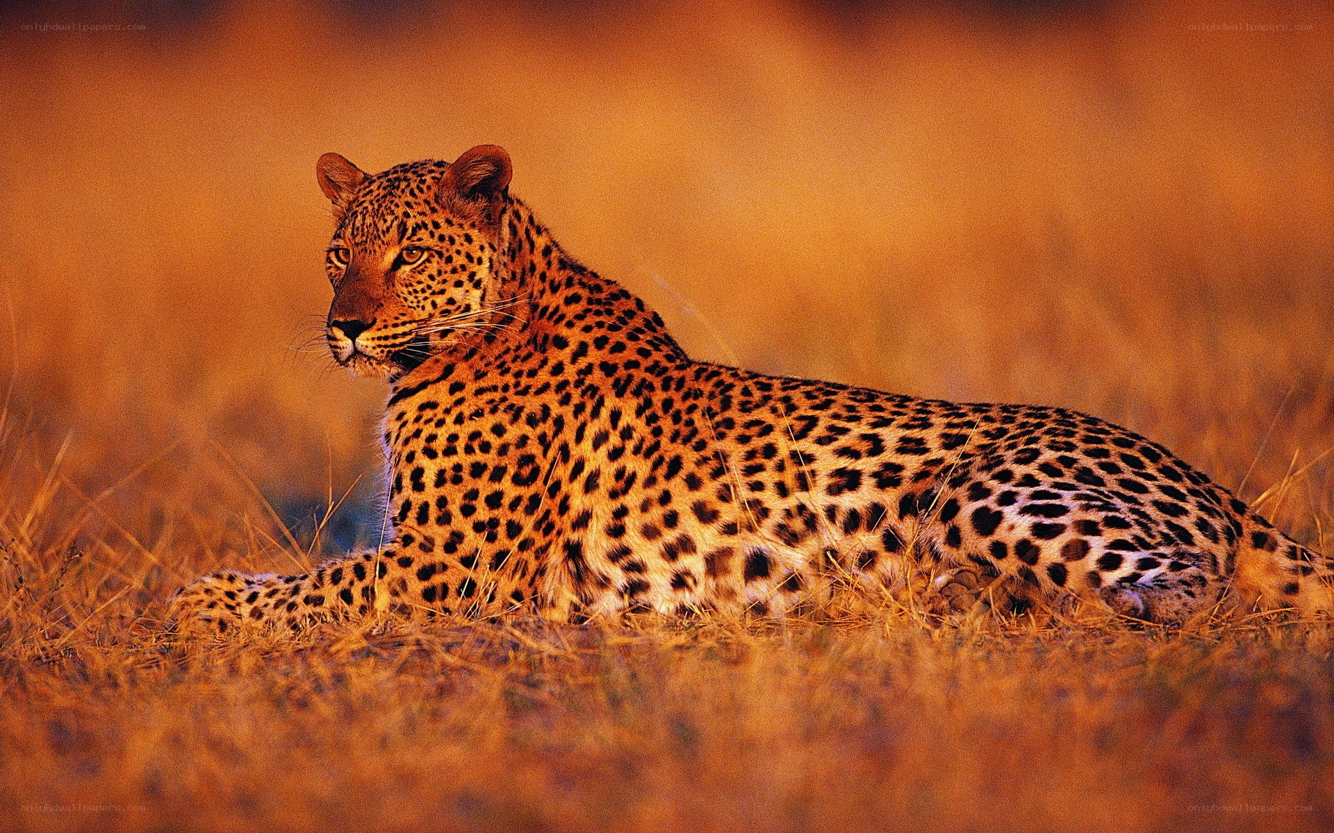 Leopard resting in golden grass