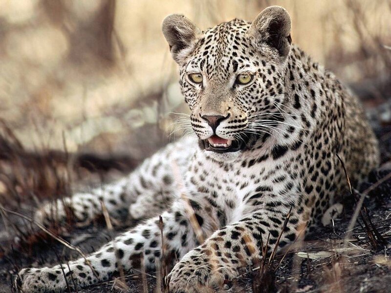 Leopard resting in grass