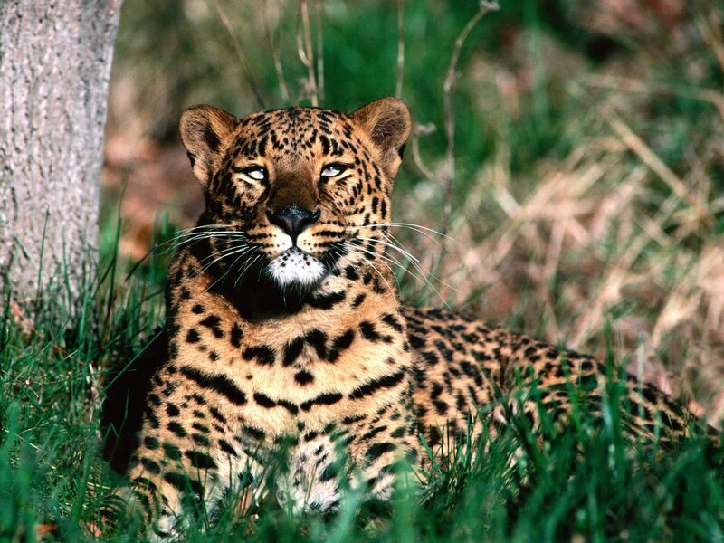 Leopard resting in grass