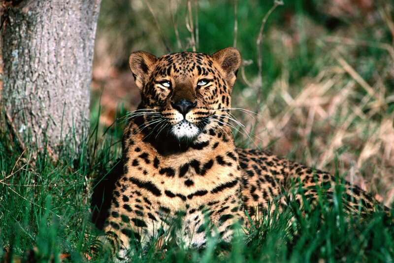 Leopard resting in grass