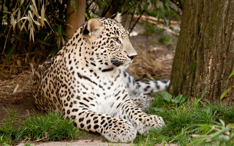 Leopard Resting in Grass — Brown