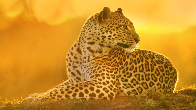 Leopard Resting in Grass — Gold