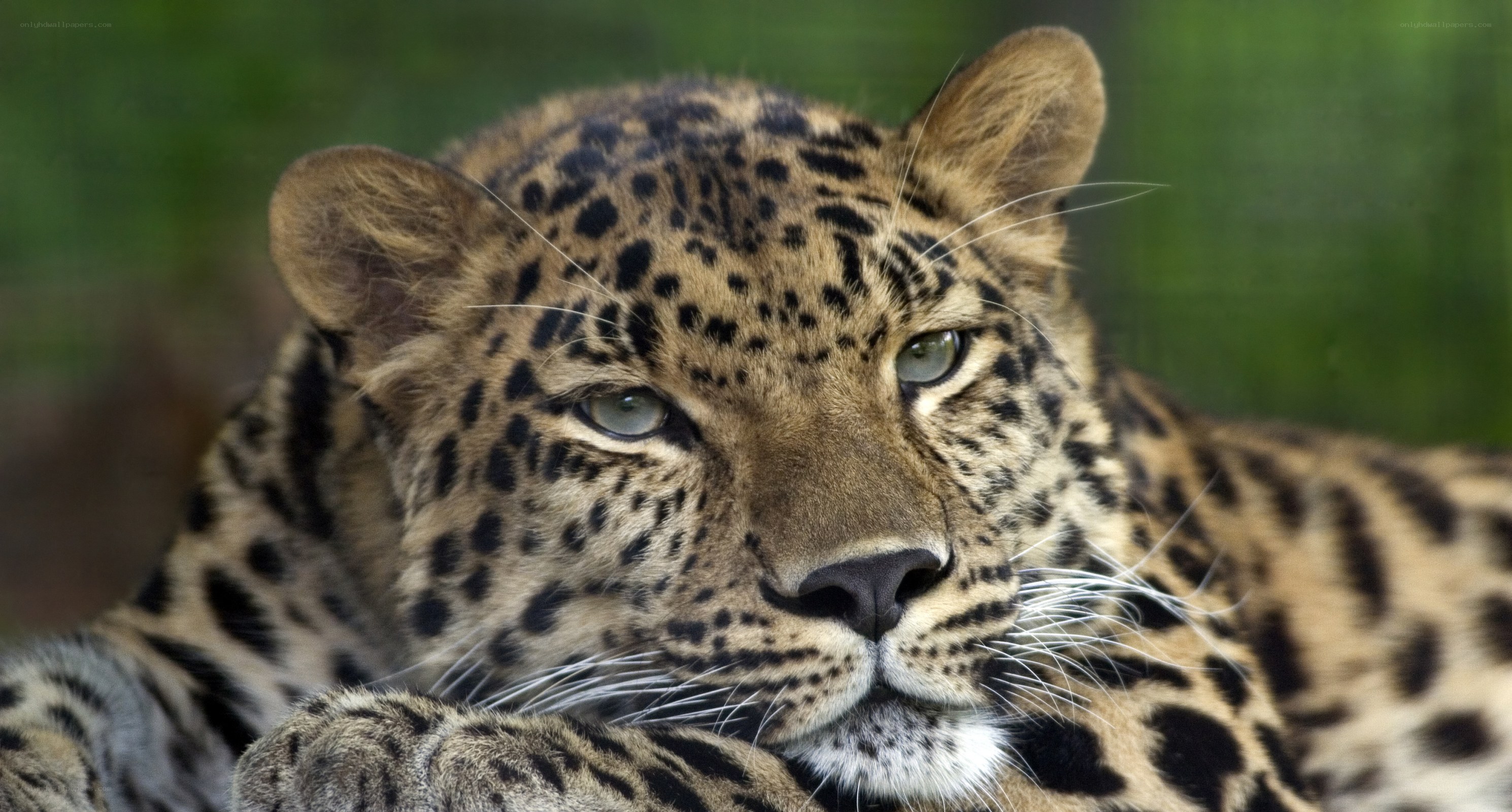 Leopard resting in greenery