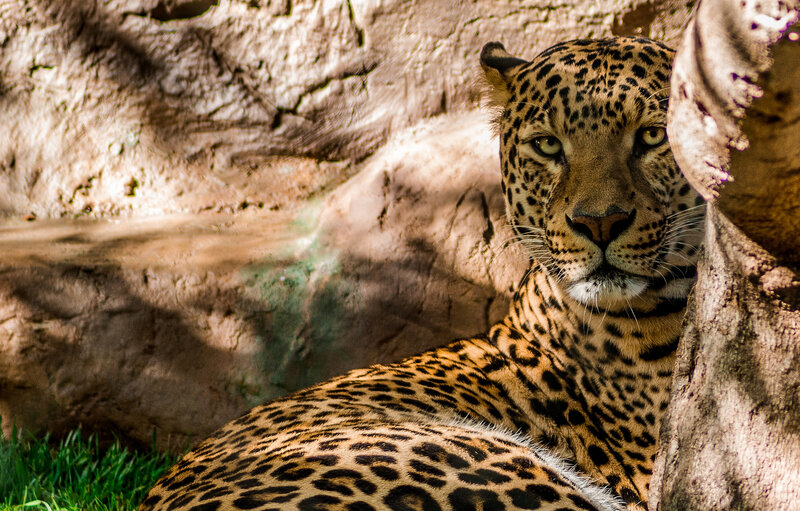 Leopard Resting in Shade — Brown