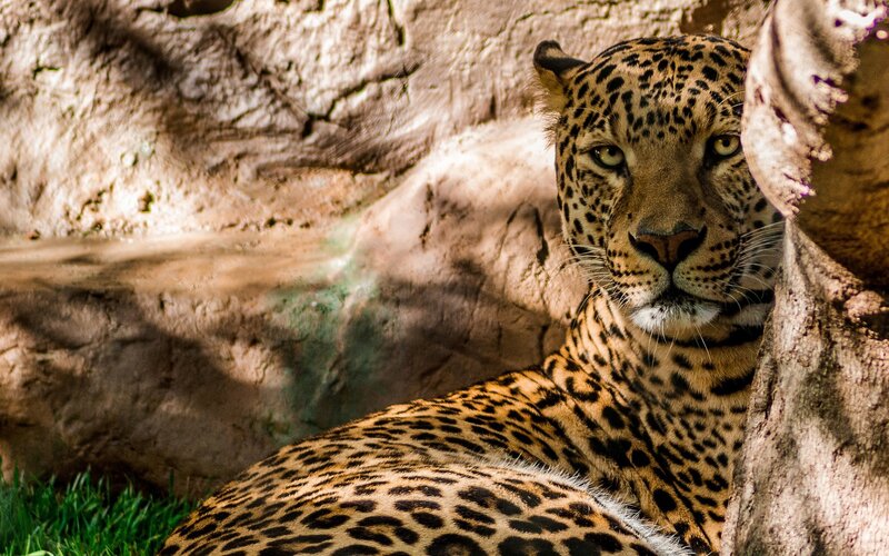 Leopard resting in shade