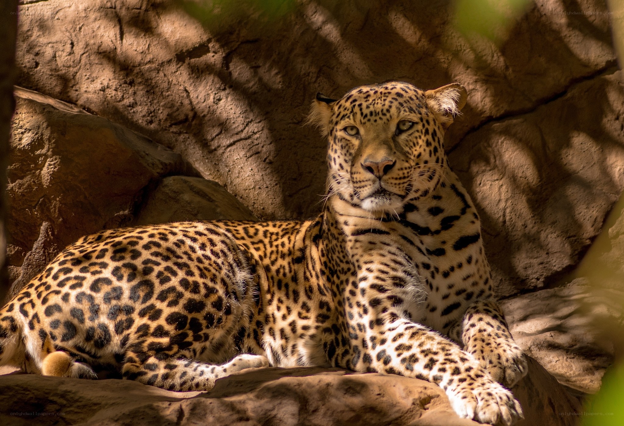 Leopard resting in sunlight