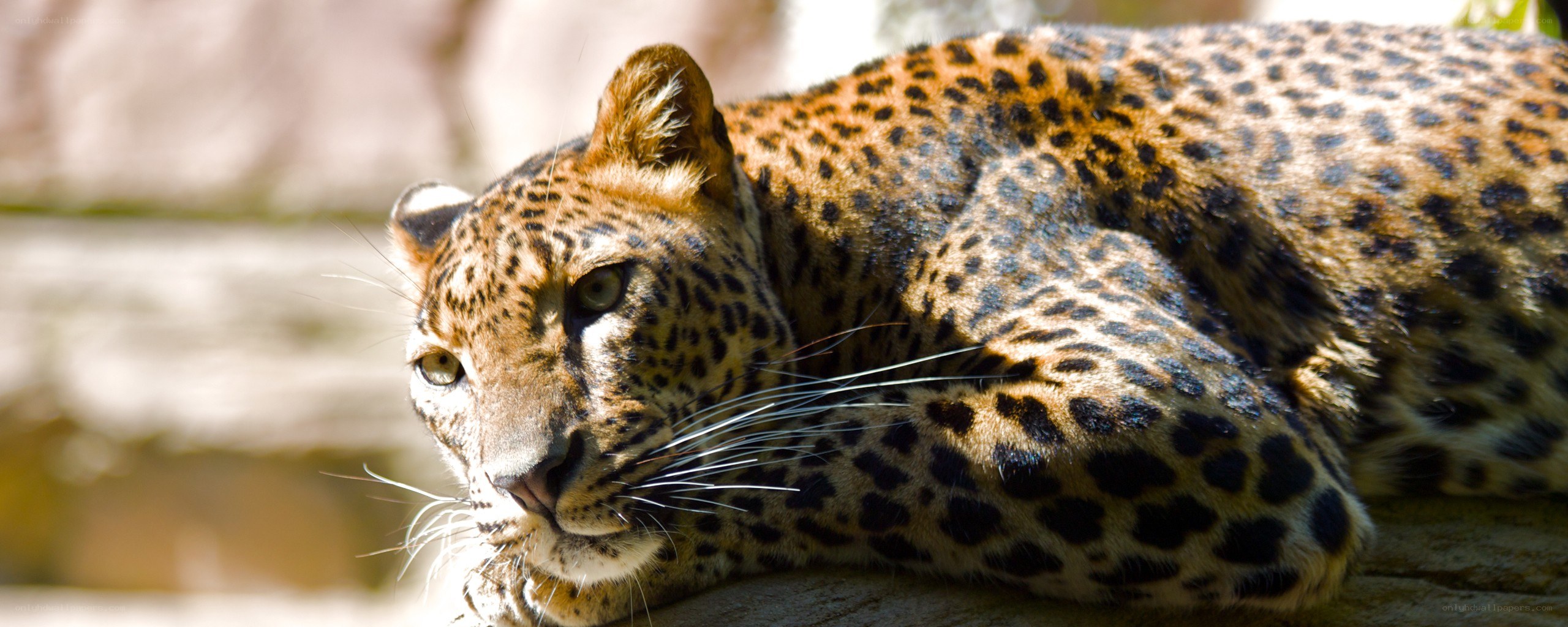 Leopard resting in sunlight