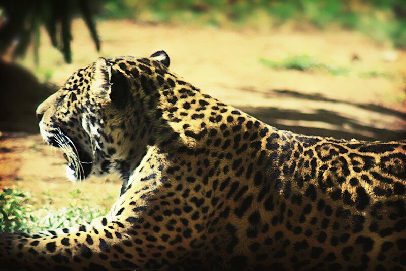 Leopard resting in sunlight