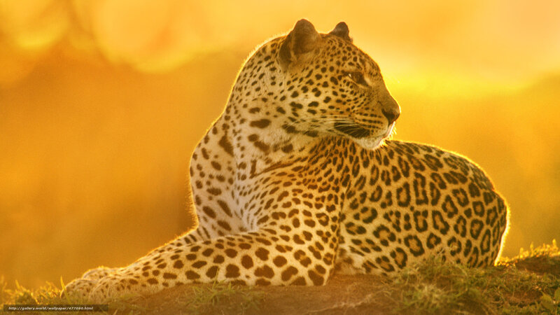 Leopard Resting in Sunlight — Gold, Serene