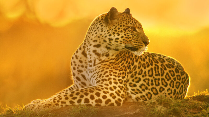 Leopard Resting in Sunlight — Gold