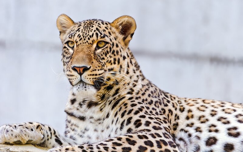 Leopard resting in sunlight