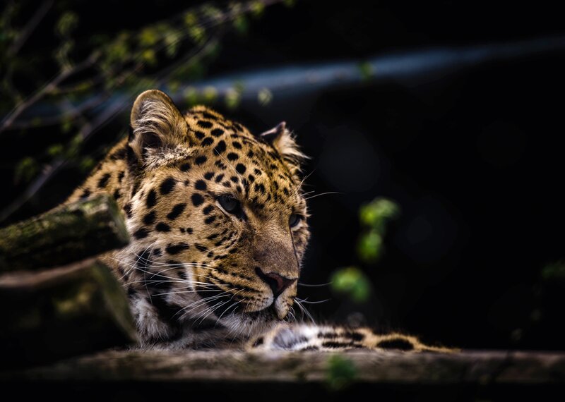 Leopard resting in the dark
