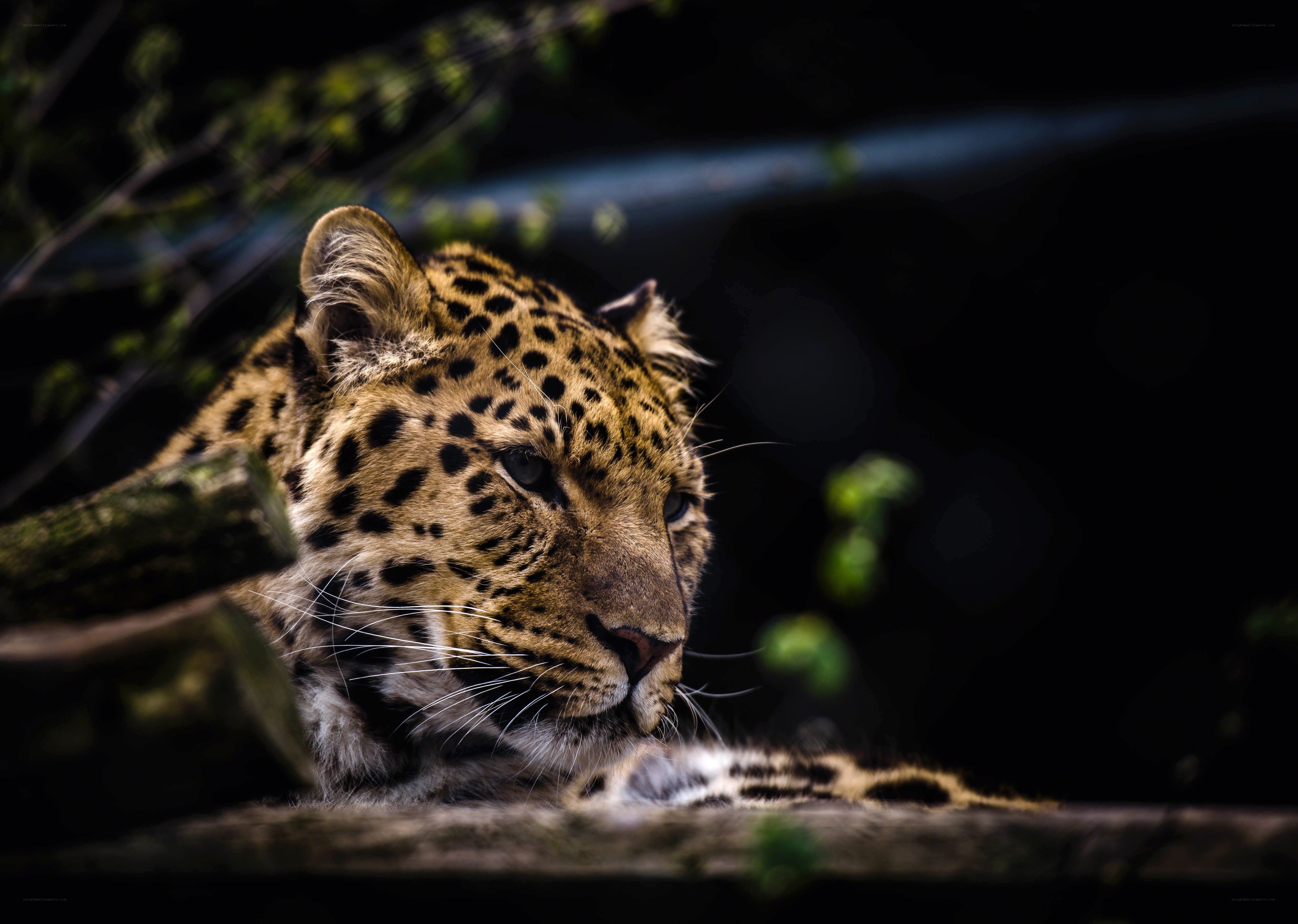 Leopard resting in the dark