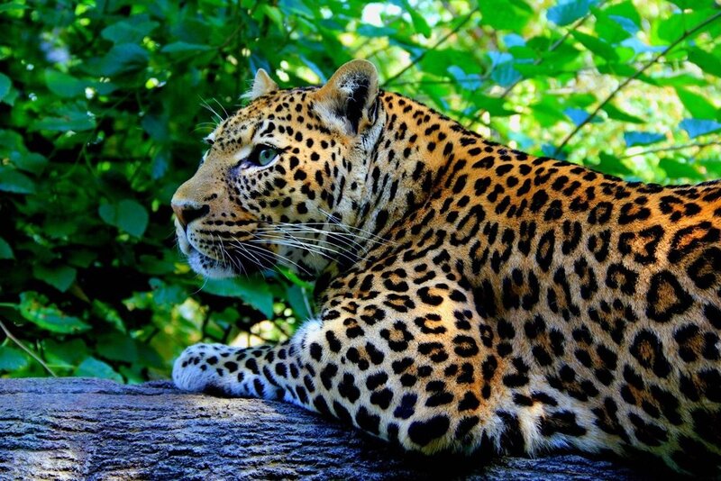 Leopard resting in the forest