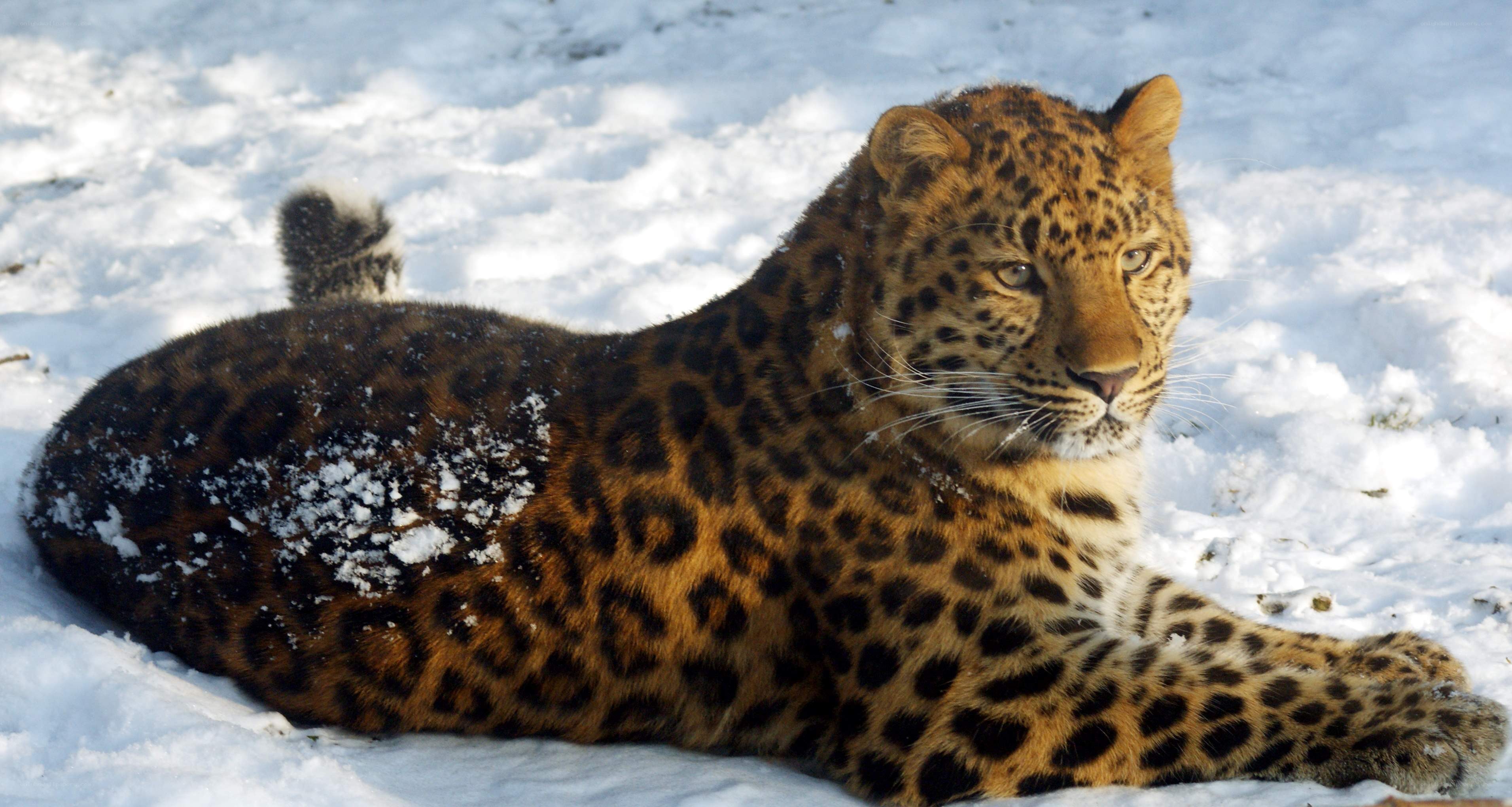 Leopard resting in the snow