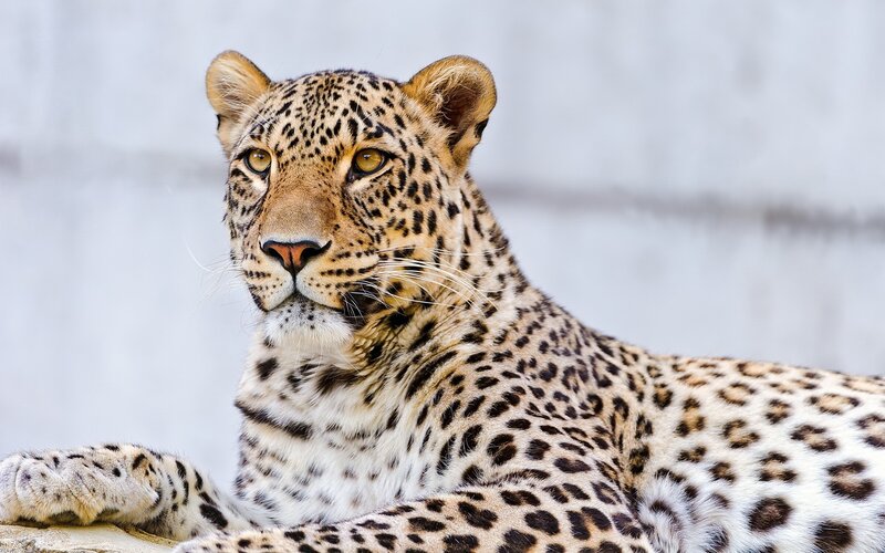 Leopard resting in the sun
