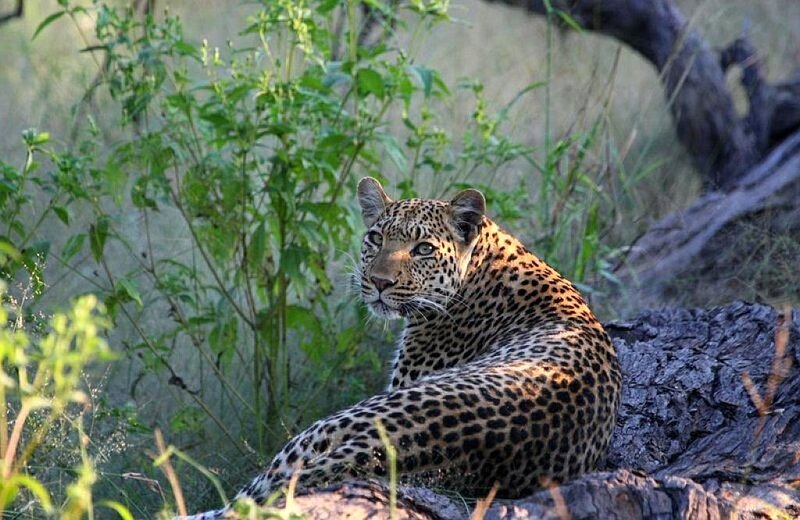 Leopard resting in the wild