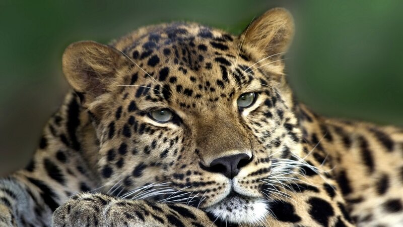 Leopard resting in the wild