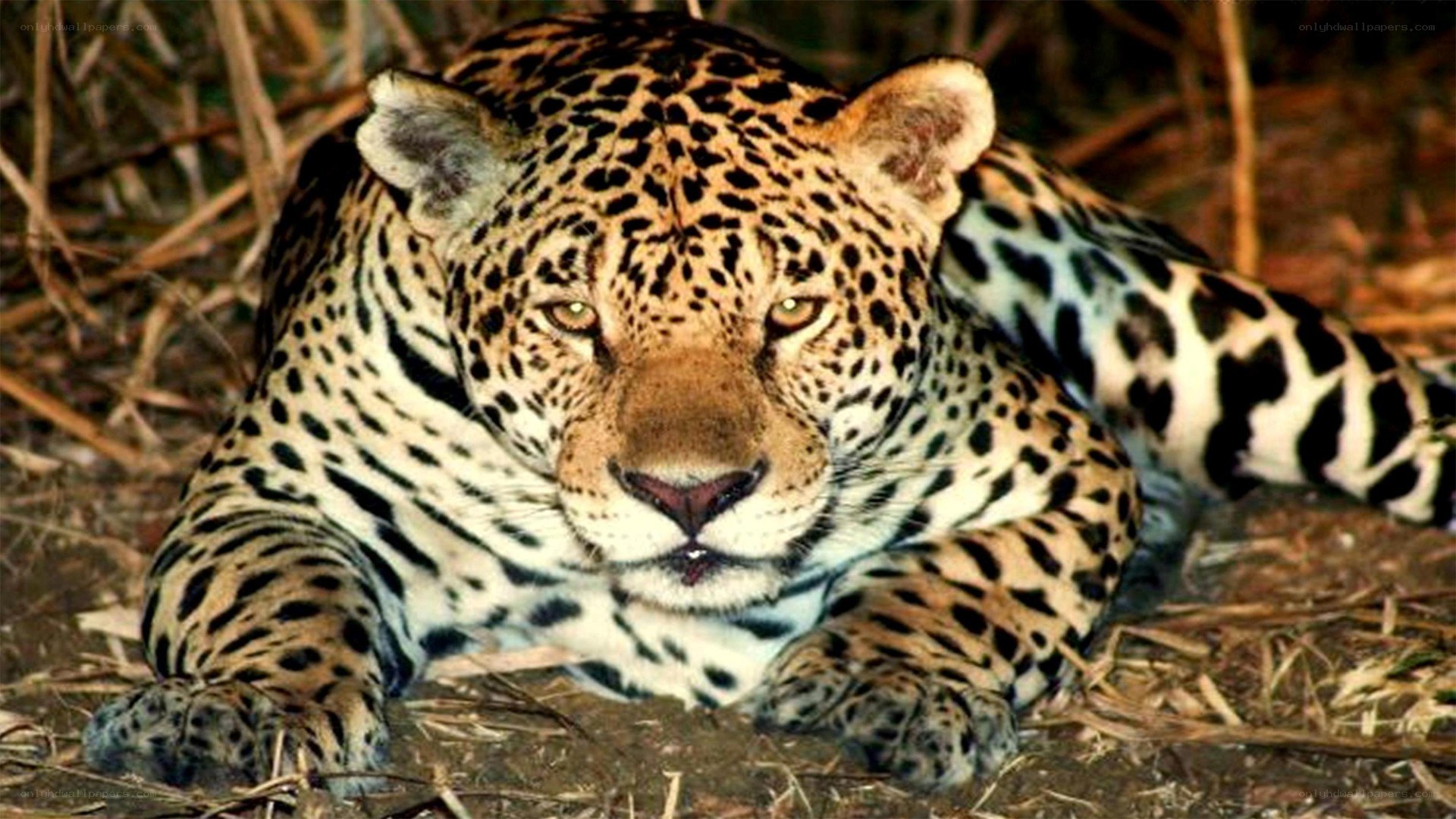 Leopard resting in the wild